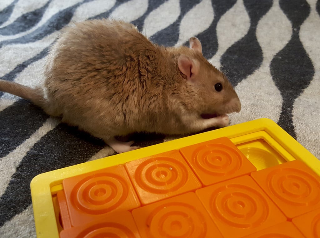 (Pet Enrichment Toy) Sliding Tiles Puzzle