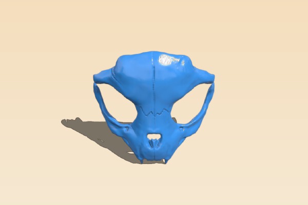 Cat skull mask (1_3 BJD) | 3d print model