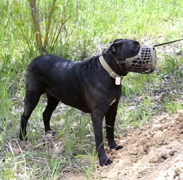 dog muzzle