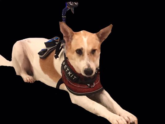 Dog Whisperer | 3d print model