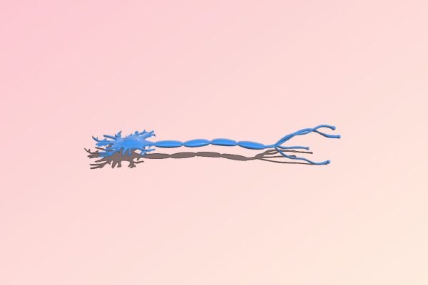 A model for a Neuron Cell | 3d print model