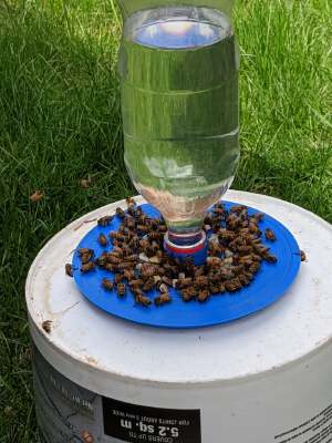 Basic Bee Watering Tray | 3d print model