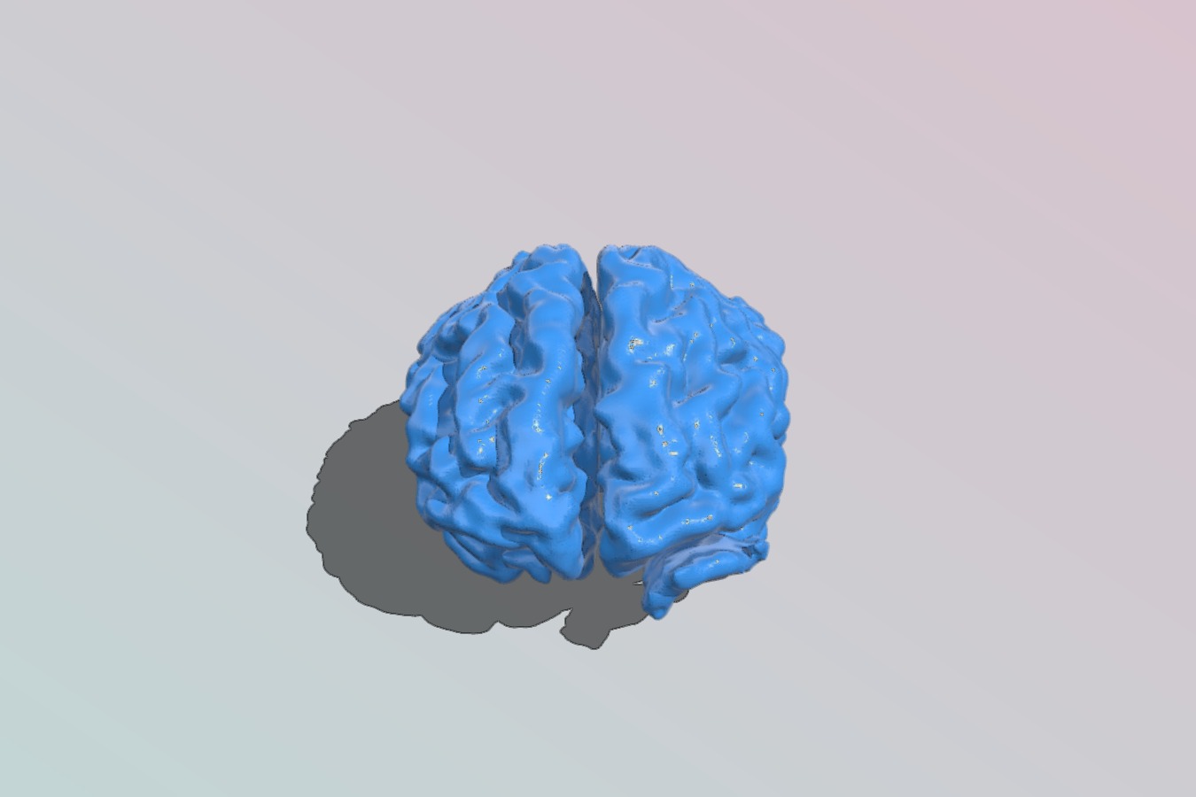 Brain