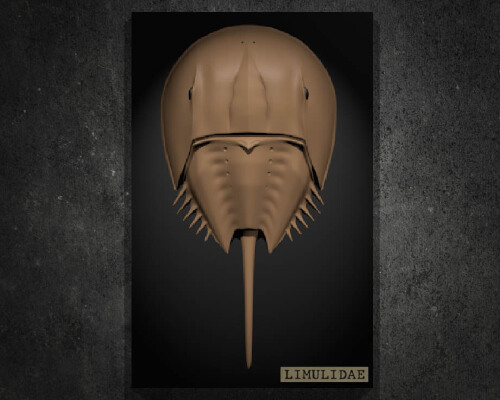 Horseshoe Crab | 3d print model