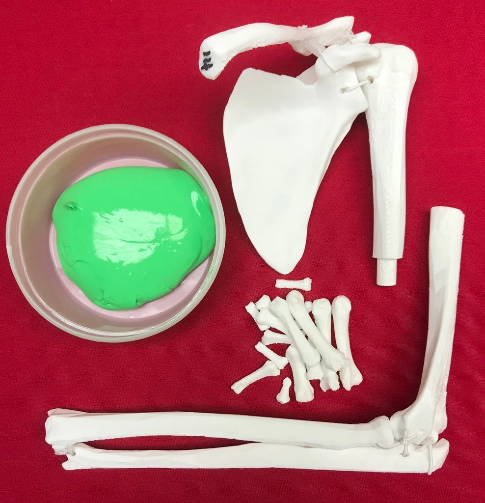 Upper Limb Bone Anatomy Model (Left)