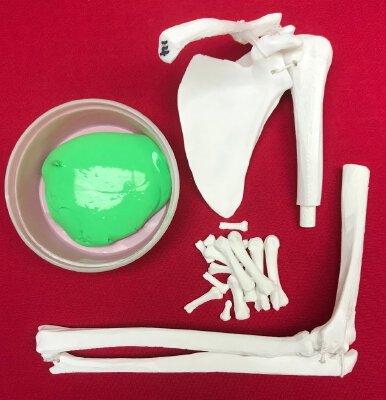 Upper Limb Bone Anatomy Model (Left) | 3d print model