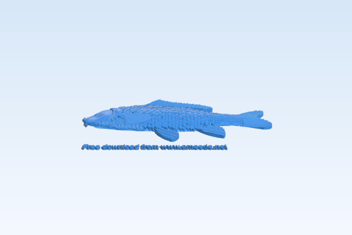 Carp – fish