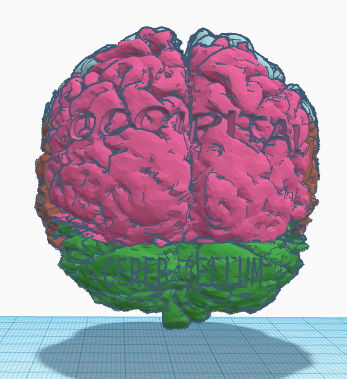 Brain Lobes | 3d print model