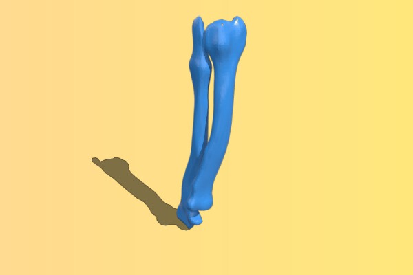 Canine radius | 3d print model