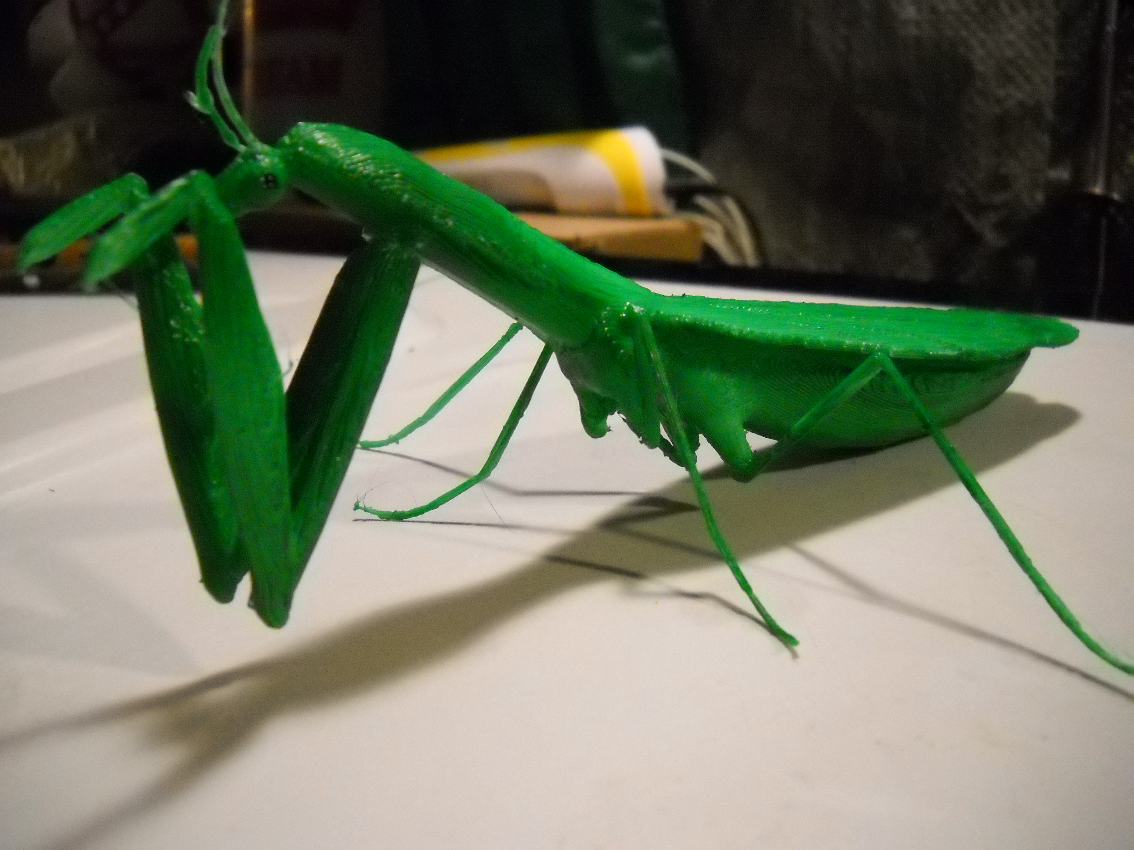 praying mantis