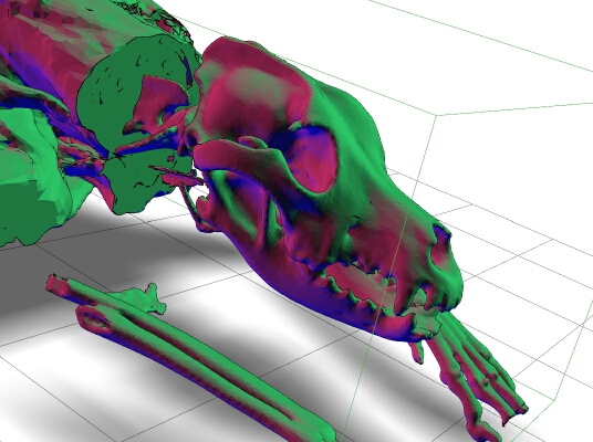 DOG_ CT scan -detailed skull and upper body bones and tissues of an 8 Year old dog | 3d print model