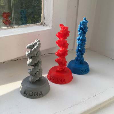 A-DNA, B-DNA, Z-DNA | 3d print model
