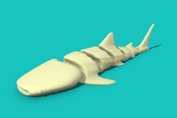 Articulated Whale Shark | 3d print model