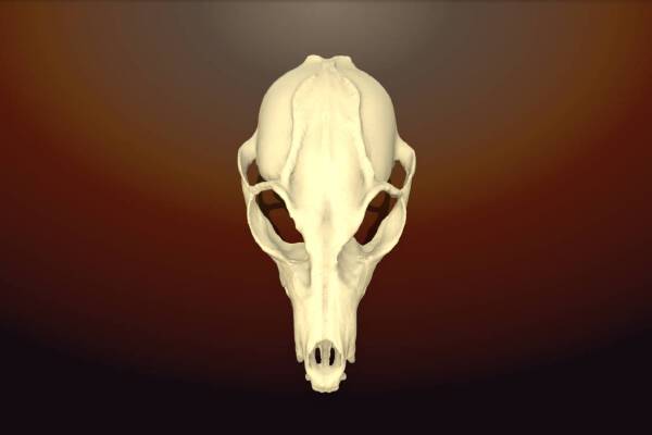 Shaman Skull Mask | 3d print model