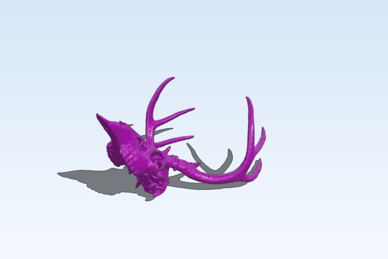 Deer Skull