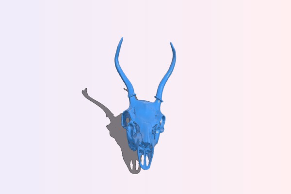 Columbian black tailed deer specimen | 3d print model