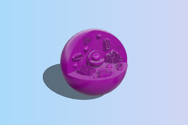 Animal_Eukaryotic Cell Model | 3d print model