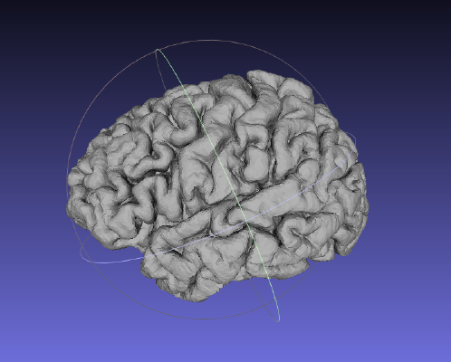 Human Brain | 3d print model