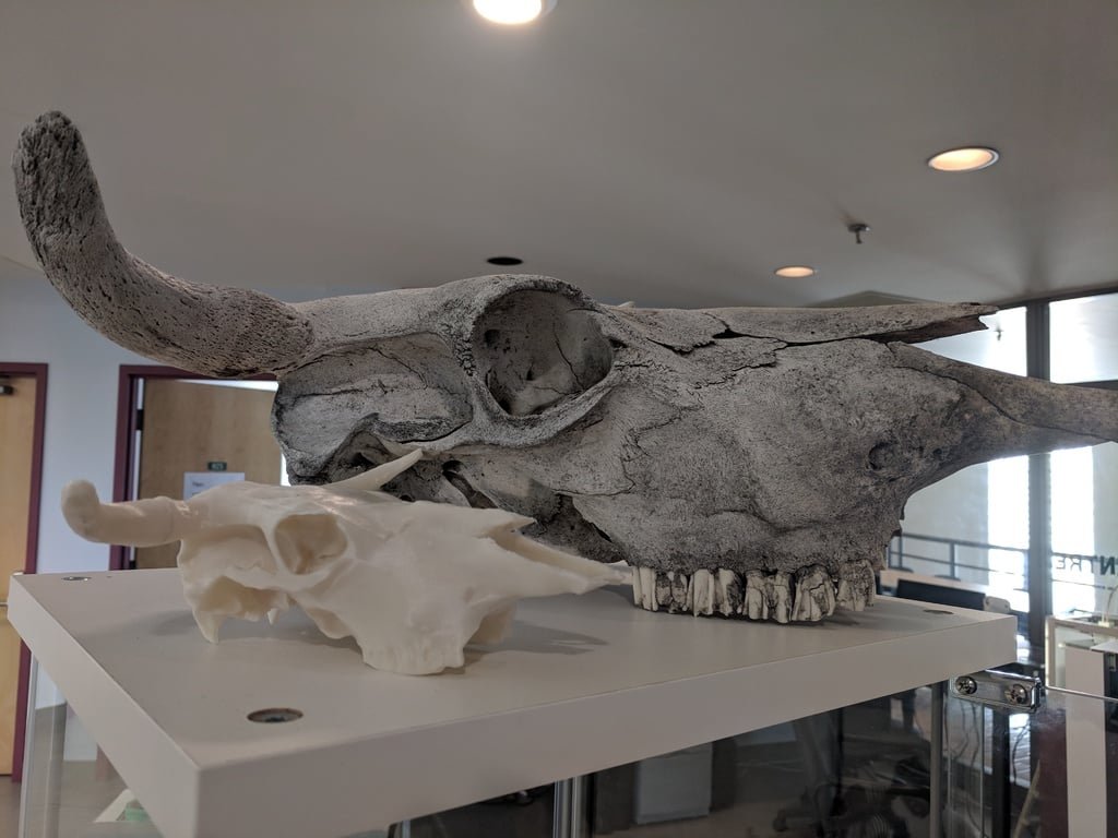 Longhorn Cow Skull