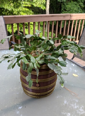 Bourbon Barrel Flower Pot | 3d print model