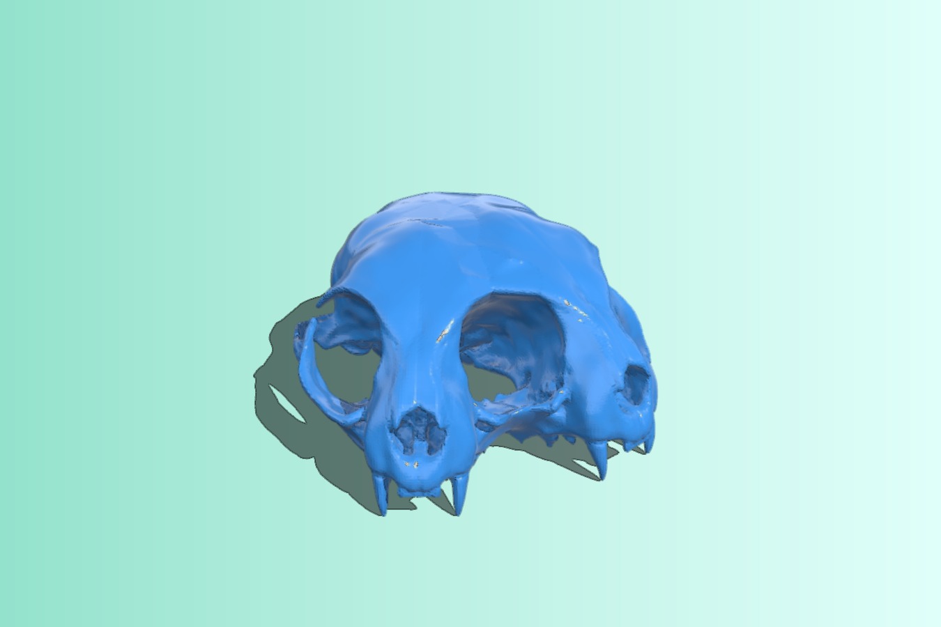 Conjoined Cat Skull