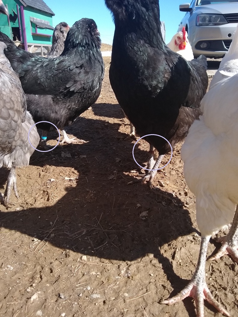 Chicken Leg Band V2.2