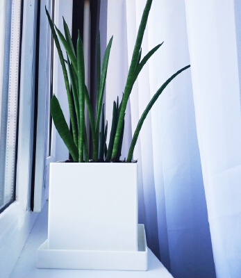 Square Flower Pot for Succulents | 3d print model