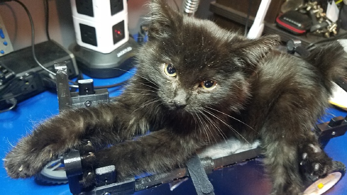 Kitten Mobility Device (wheel chair) _ Declan's Buggy | 3d print model