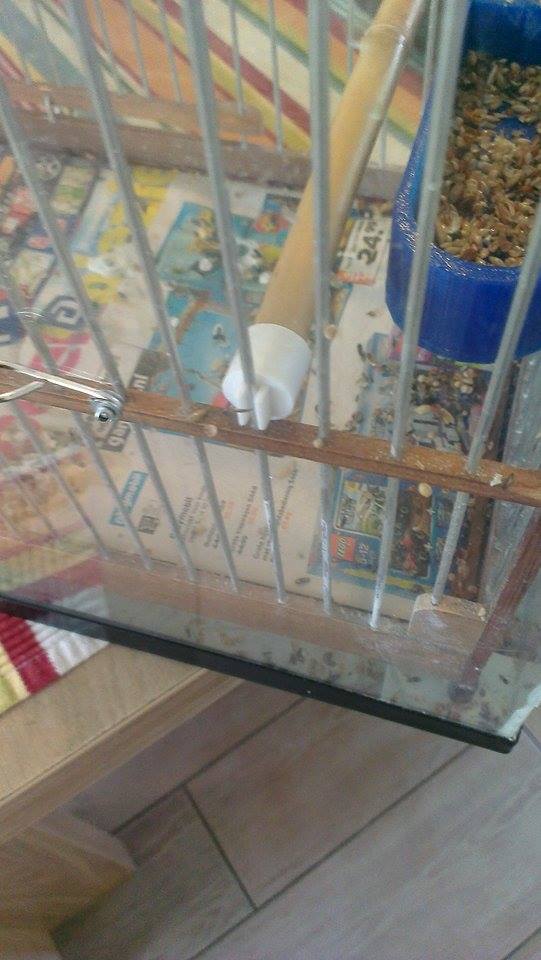 cap for birdcage