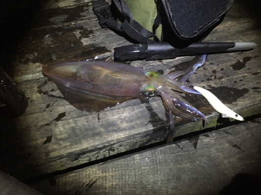 Squid Jig 3.5 with scent pocket | 3d print model