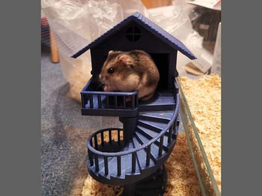 Dwarf hamster house | 3d print model