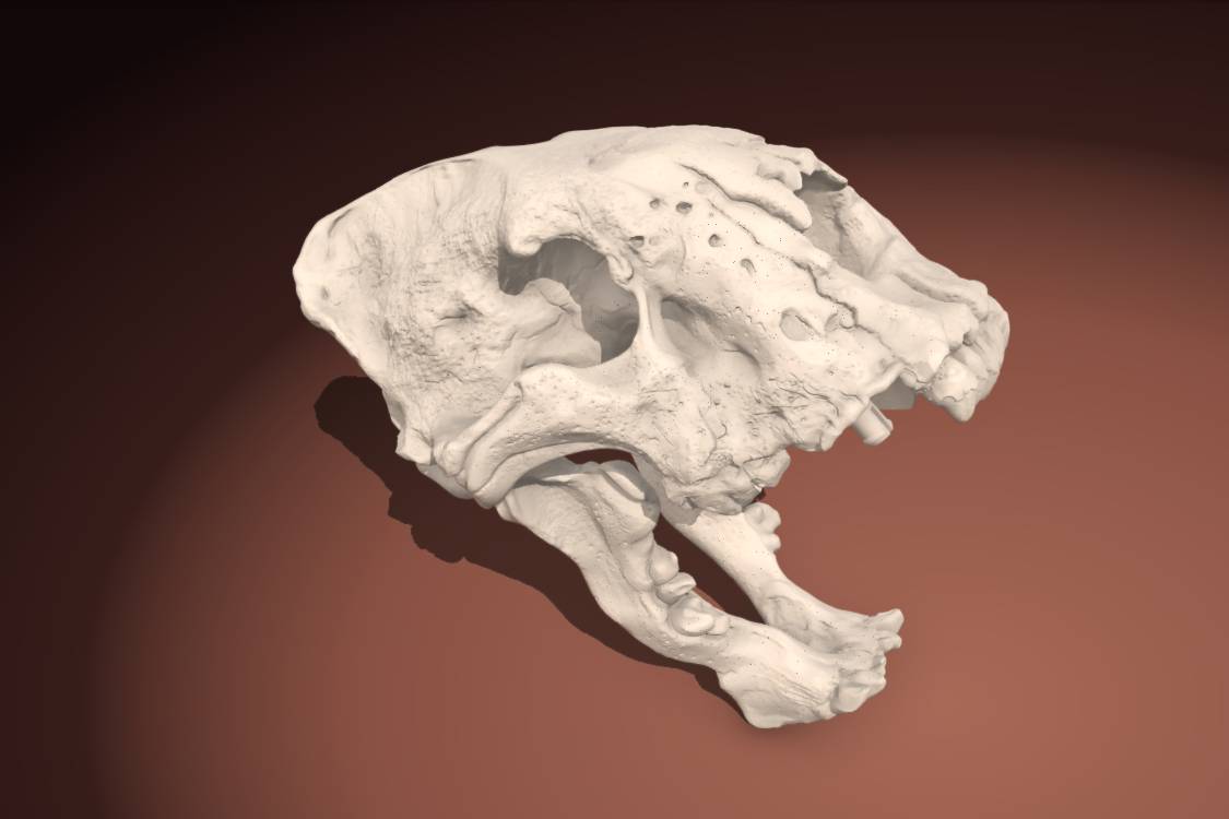 Mini Saber Tooth Skull