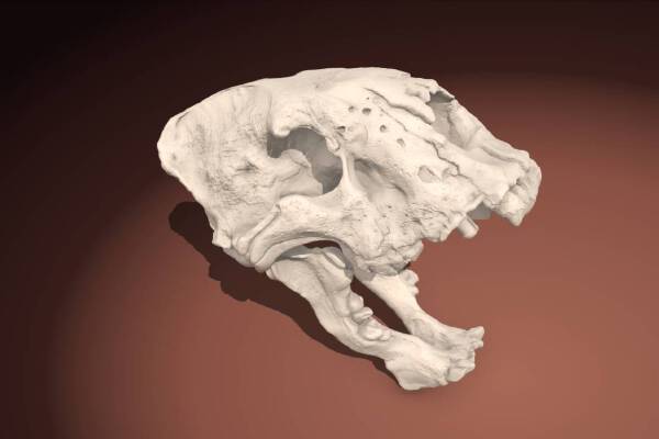 Mini Saber Tooth Skull | 3d print model