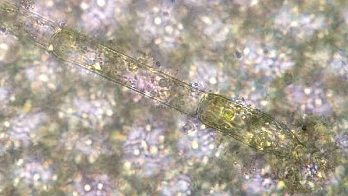 iPhone 5S adapter for Microscope | 3d print model