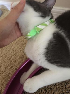 Adjustable breakaway cat collar | 3d print model