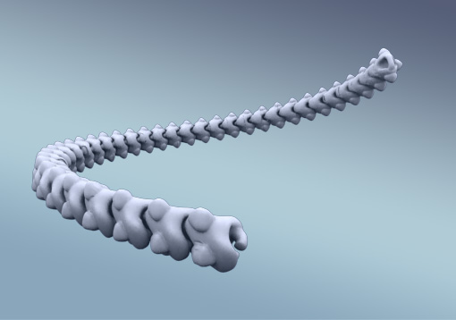 Spine Chain | 3d print model