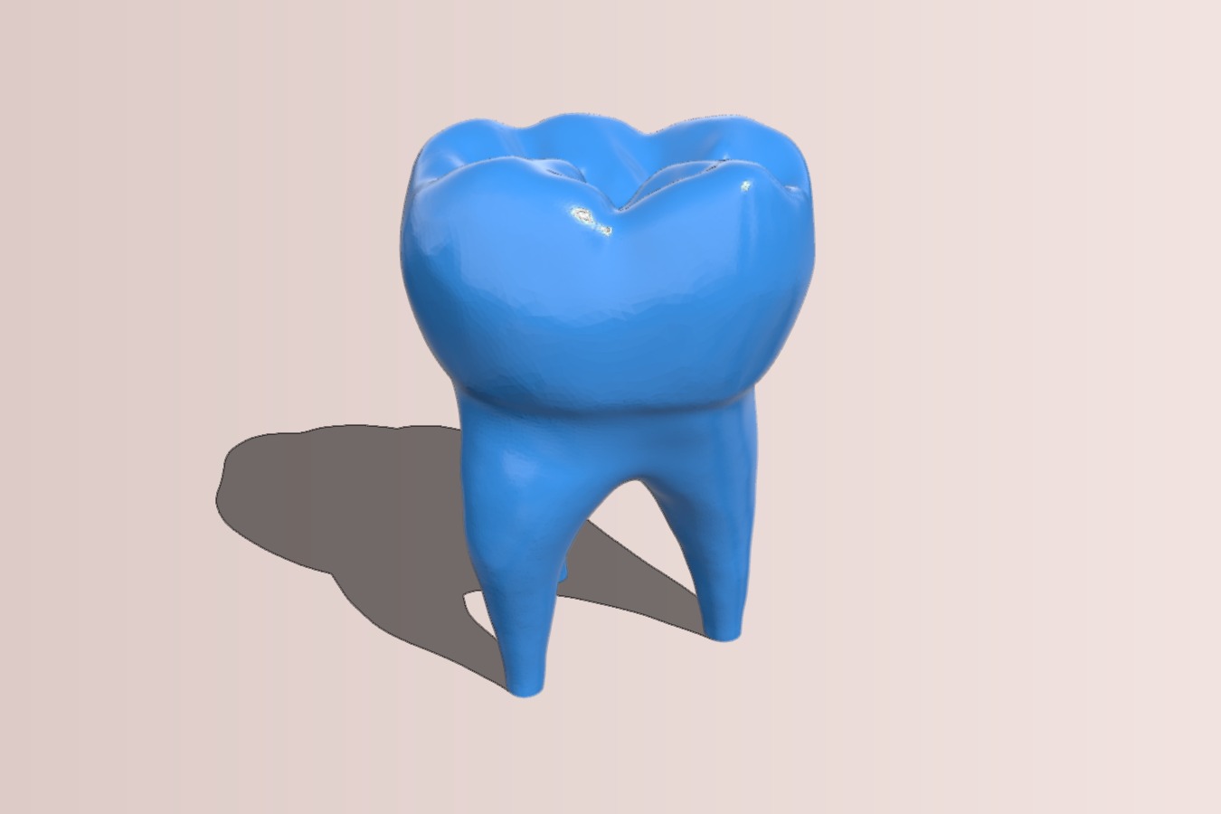 human tooth model