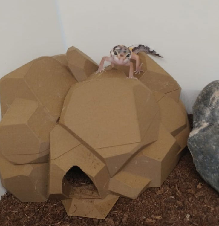 Geko House