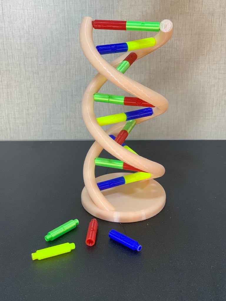 DNA model
