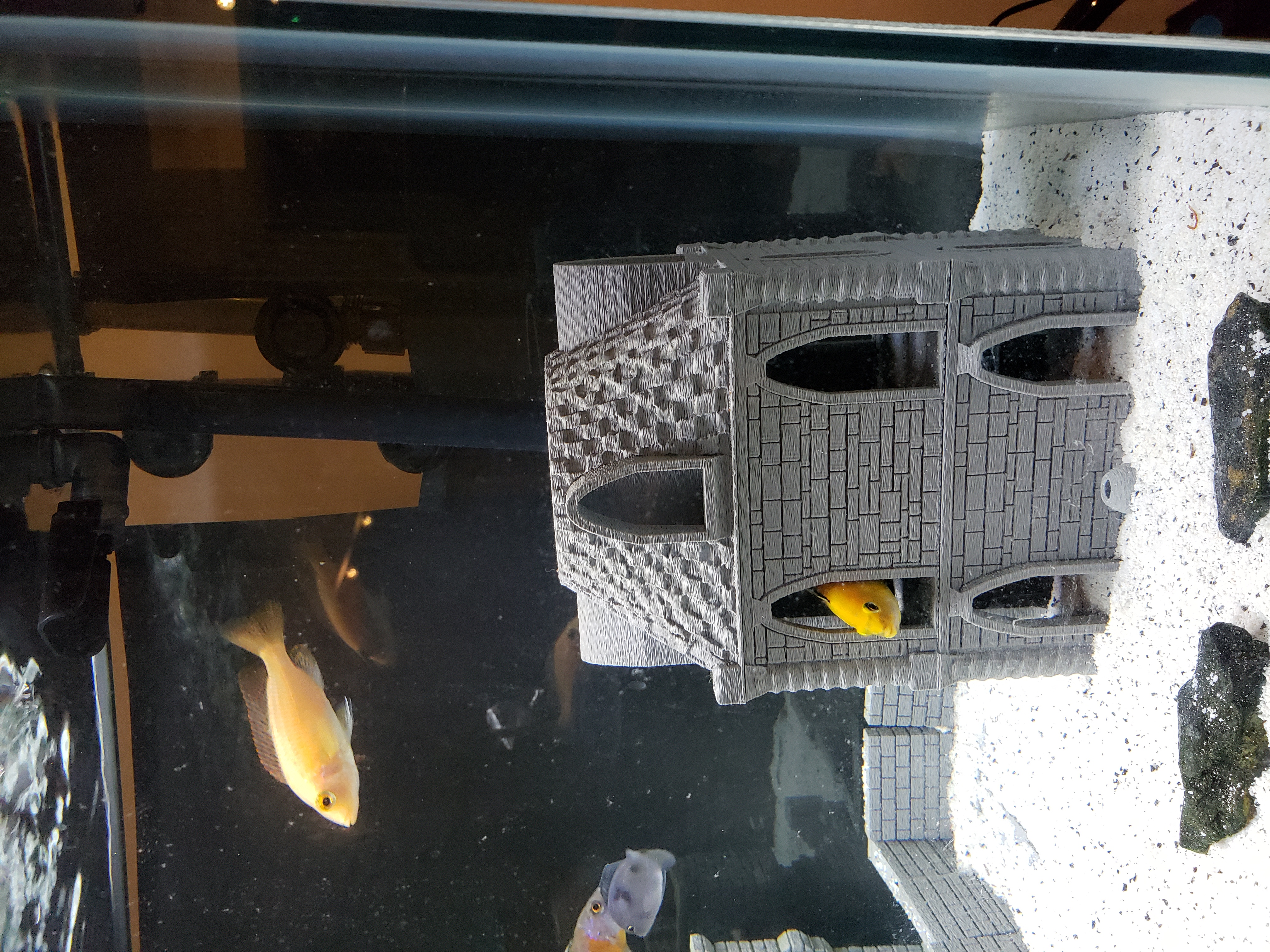 Cichlid Cave Hotel
