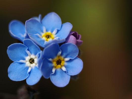Forget-me-not flower badge | 3d print model