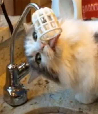 Drinking water cat guard | 3d print model