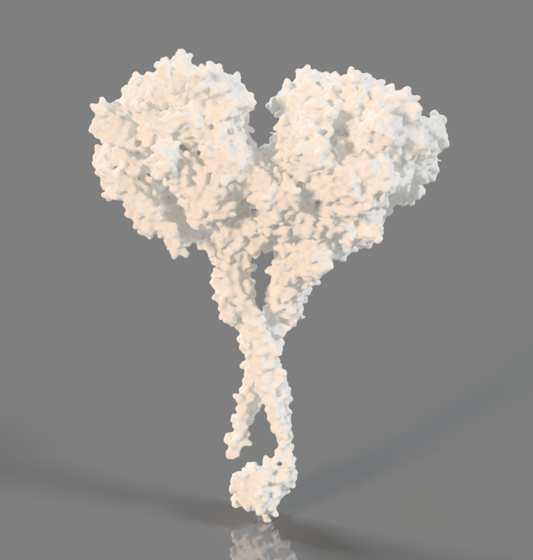 Dynein Molecule