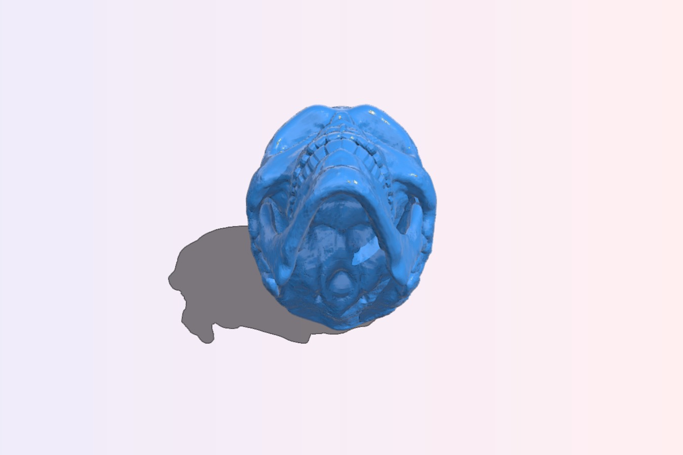 Skull