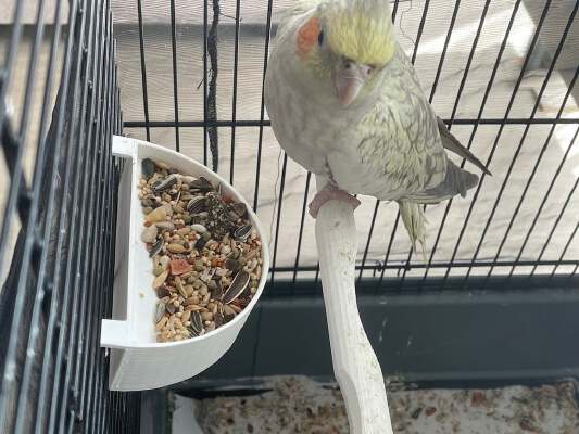 Bird food bowl (deep _ slanted insert), long version added | 3d print model