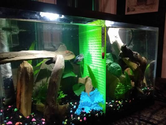10 Gallon Aquarium Divider | 3d print model