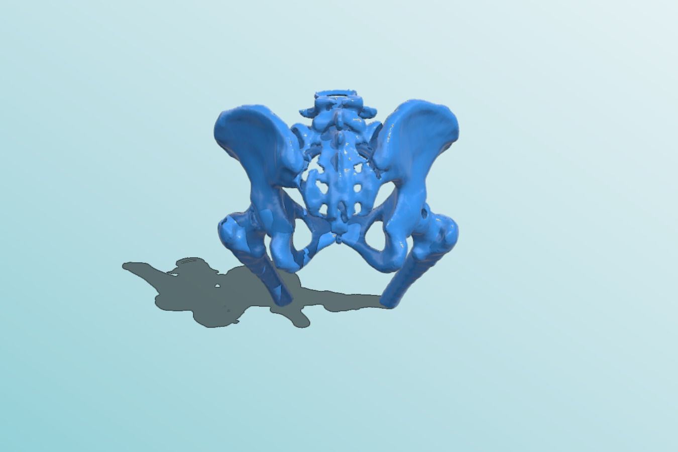 Female pelvic bone