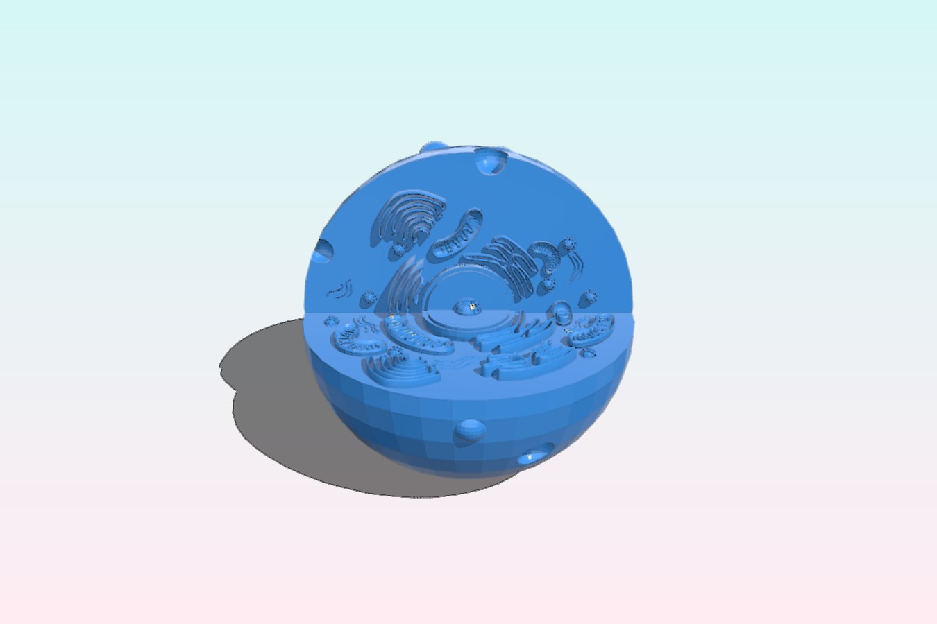 animal cell _ eukaryotic cell -model