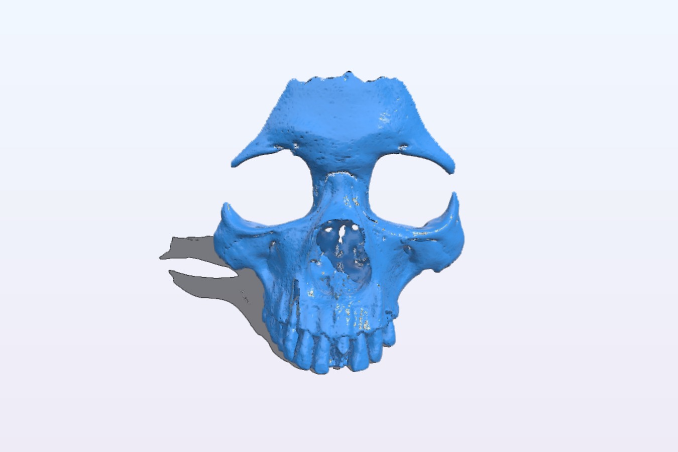 Skull Bowl