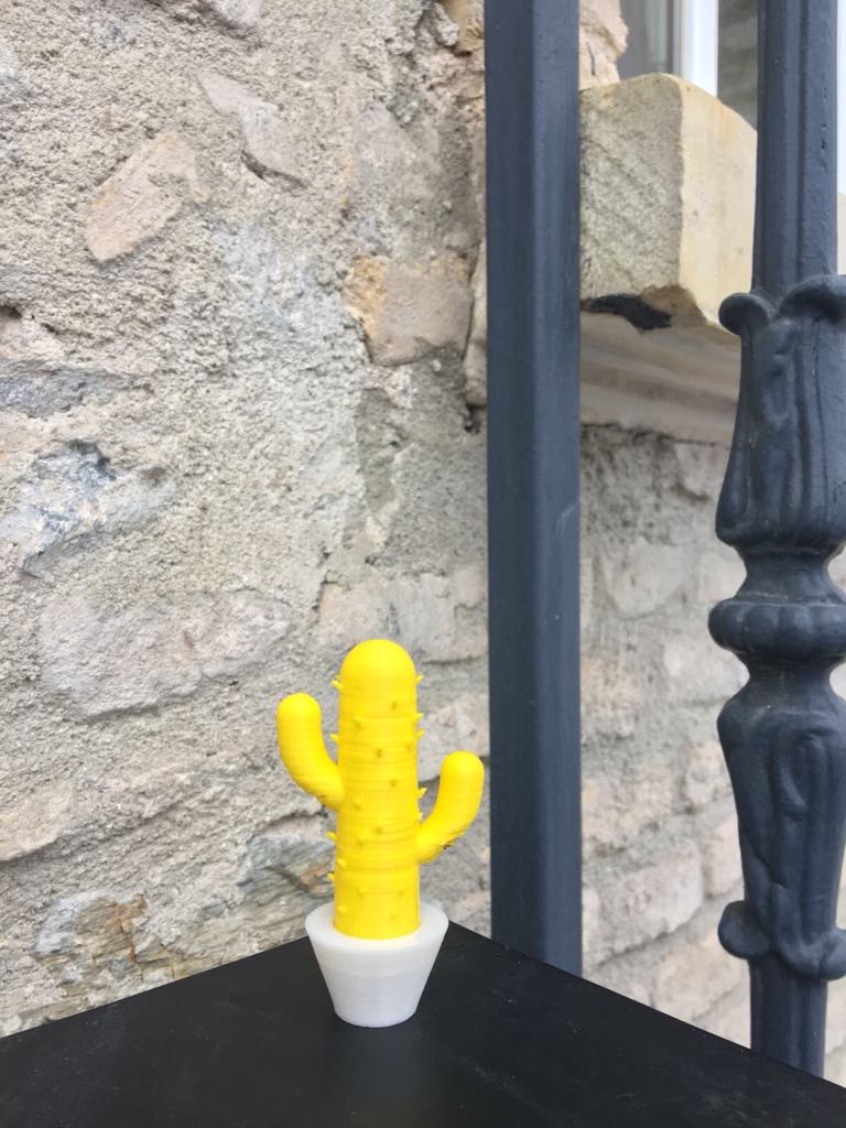 A Cute Little Cactus